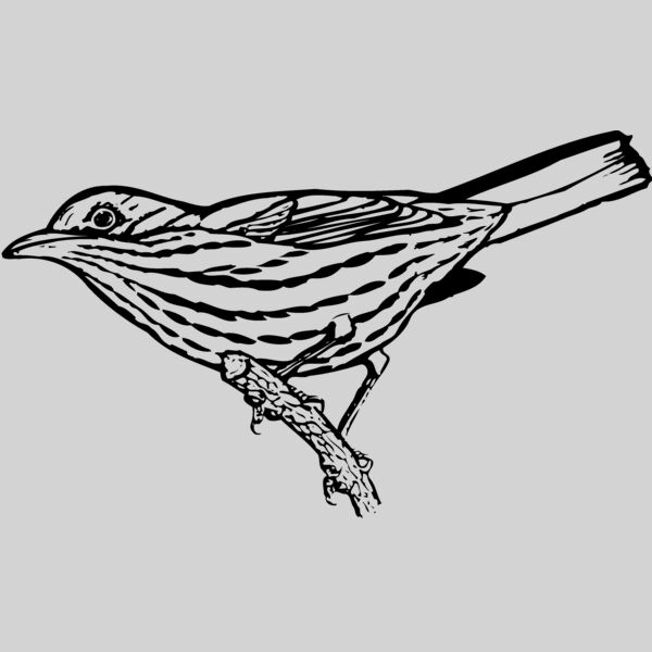 BIRD029 Thumbnail