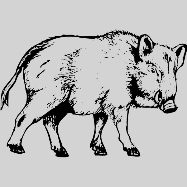 BOAR0003 Thumbnail